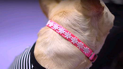 DIY Project for Your Pet: Cool Dog Collars