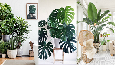 A List of the Best Indoor Plants for Fabulous Home Decor
