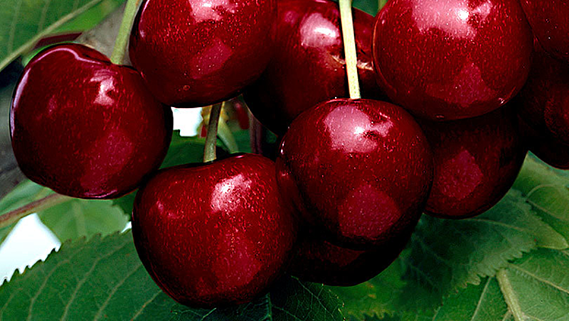 Cherries: The Sex Symbol Fruit That Is Actually Very Good for Your Health!