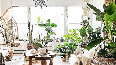 Home Plants Guide for Dummies: How to Stop Killing Them