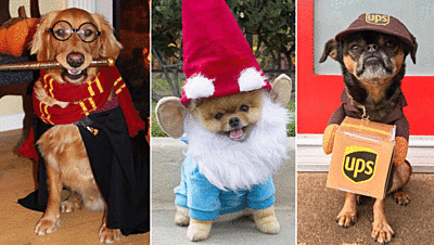 Dressing Your Dog in Halloween Costumes Can't Get Any Cuter Than This