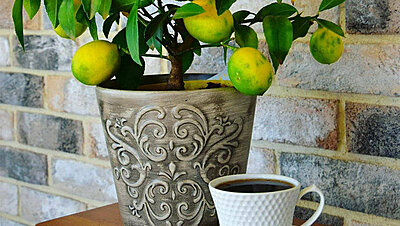 How to Easily Use Seeds to Grow a Mini Lemon Tree at Home