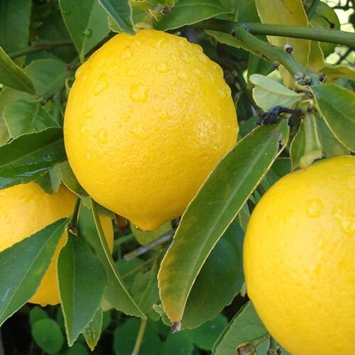 Lemon will keep your skin hydrated in Ramadan