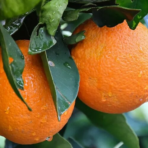 Oranges will keep your skin hydrated in Ramadan