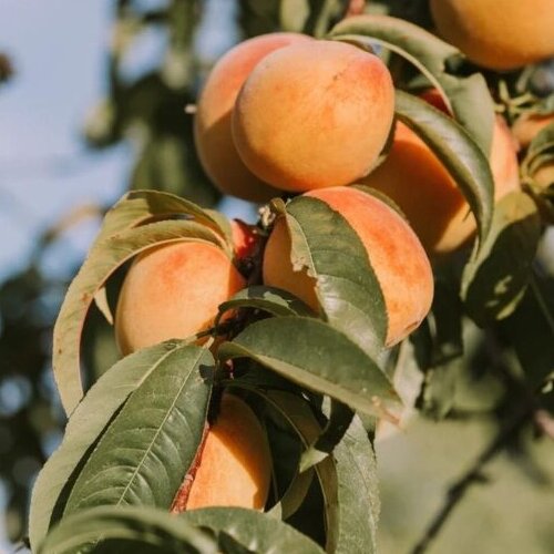 Apricot will keep your skin hydrated in Ramadan