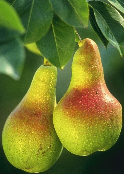 Pears will keep your skin hydrated in Ramadan