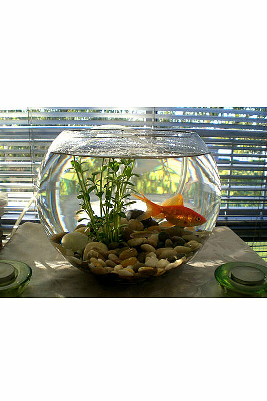 ١٠ ديكورات منزلية باستخدام بولة السمك الزجاجية