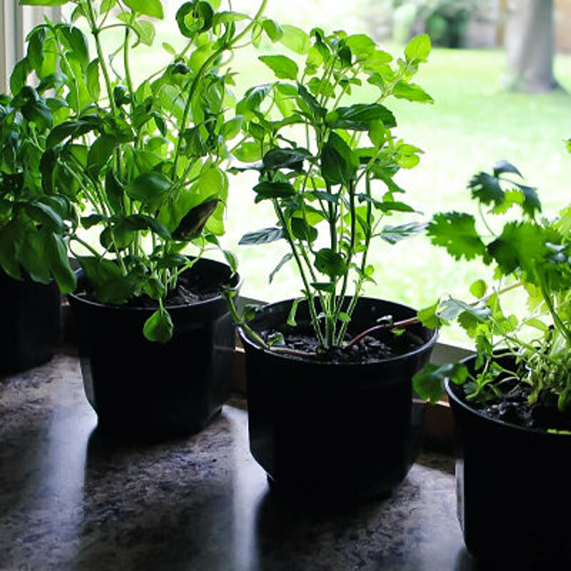 نباتات للمنزل,نباتات صغيرة لا تحتاج للعناية,كيف اعتني بنباتات المنزل,نباتات مناسبة للشتاء,نباتات لا حتاج للتعرض للشمس