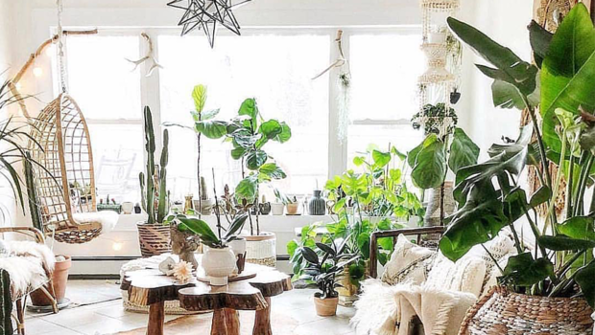 Home Plants Guide For Dummies: How To Stop Killing Them