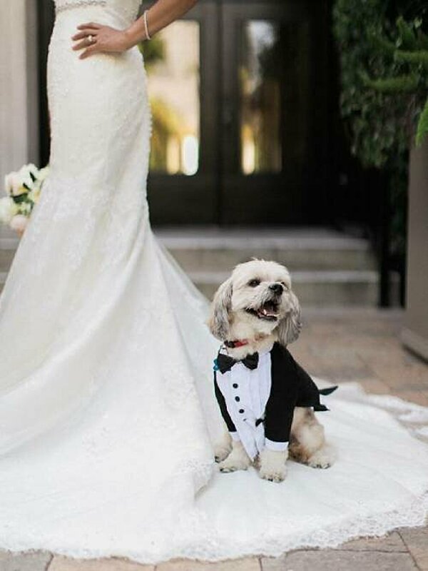 Fun Ways To Include Your Pet In Your Wedding!